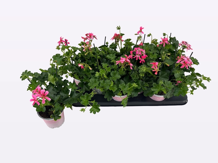 <h4>PEL PELT BALKON ROSE</h4>