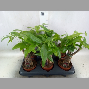 Pachira aquatica