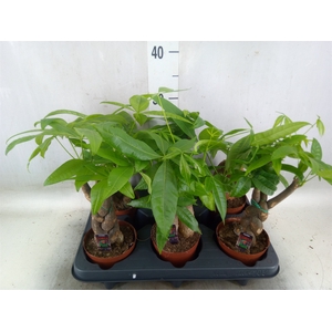 Pachira aquatica