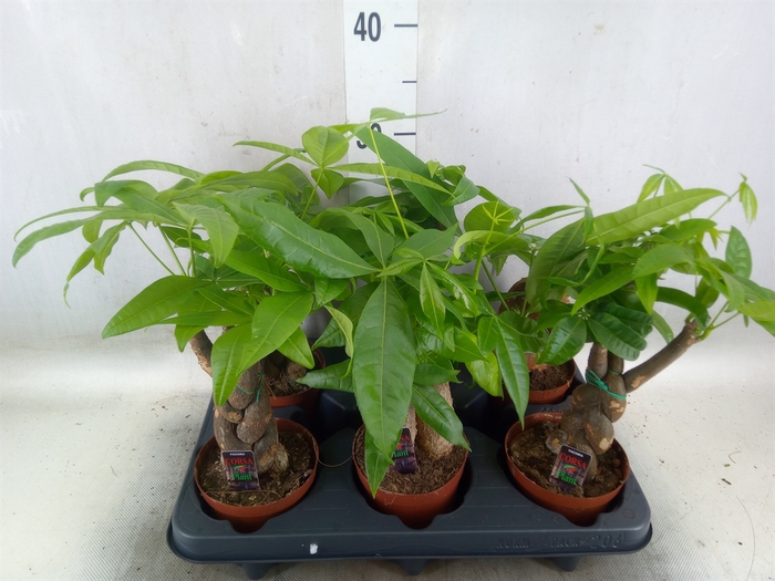<h4>Pachira aquatica</h4>