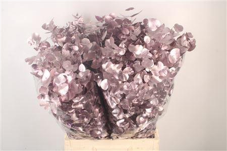<h4>Euc Cin V Metallic Purple 400 Gram</h4>