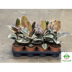 Ficus elastica Belize 14Ø 40cm 3pp