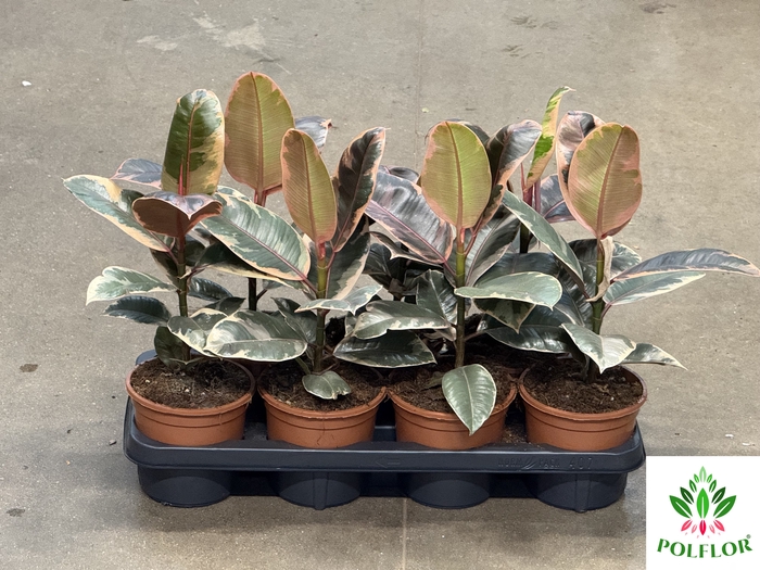 Ficus elastica Belize 14Ø 40cm 3pp
