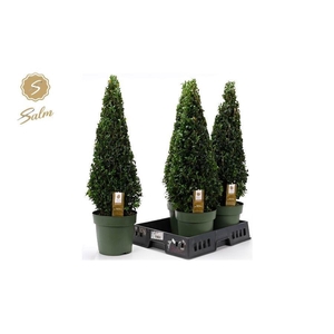 BUXU SEMPERVIRENS