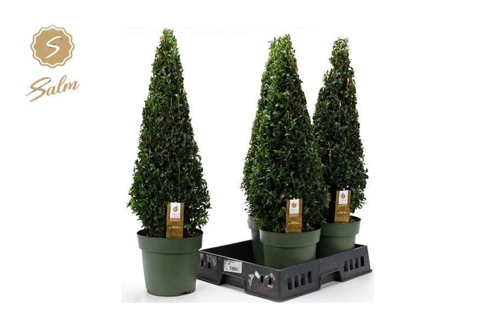 <h4>Buxu Sempervirens</h4>