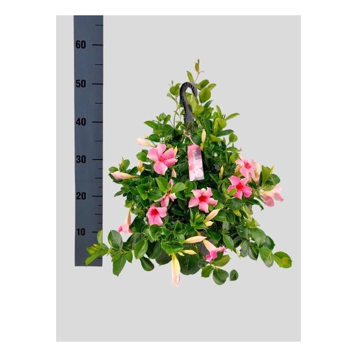 <h4>MANDE SUN CR PINK</h4>