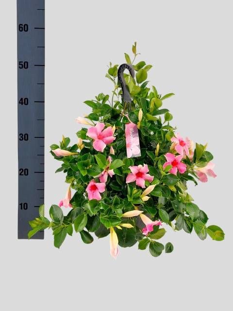 <h4>MANDE SUN CR PINK</h4>