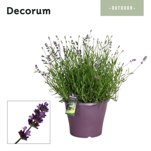 Lavandula Essence Purple - Laag/Layer