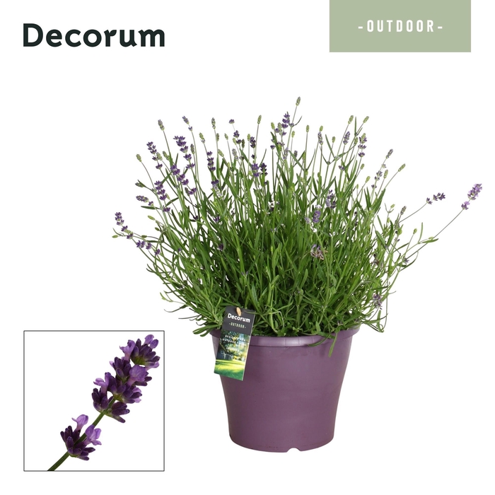 <h4>Lavandula Essence Purple - Laag/Layer</h4>