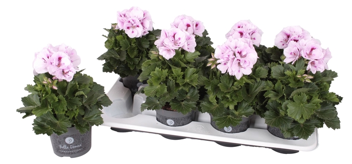 <h4>Pelargonium gran.   ...</h4>