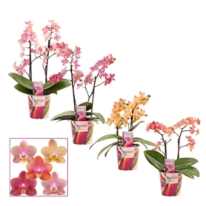 Phalaenopsis perfíum 2 tak mix (Scenza)