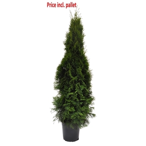 Thuja occ. Smaragd, plantmaat 120-140 cm - Rondgestoken - PALLET