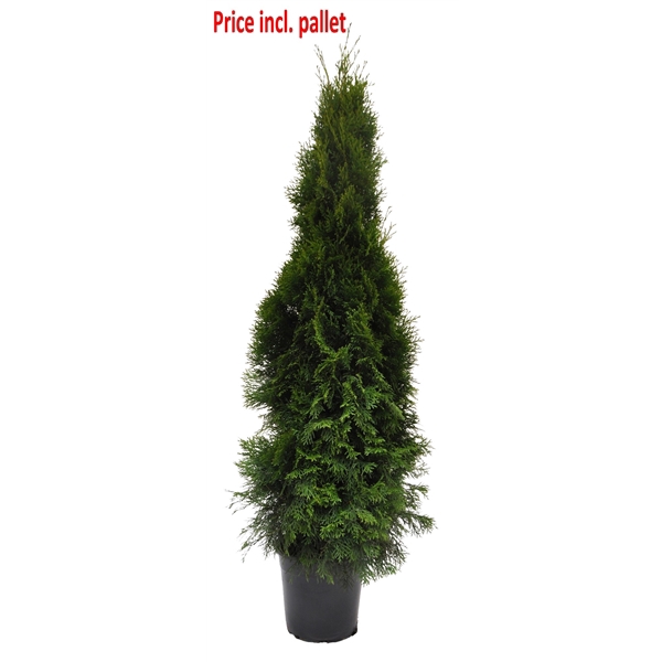 <h4>Thuja occ. Smaragd, plantmaat 120-140 cm - Rondgestoken - PALLET</h4>