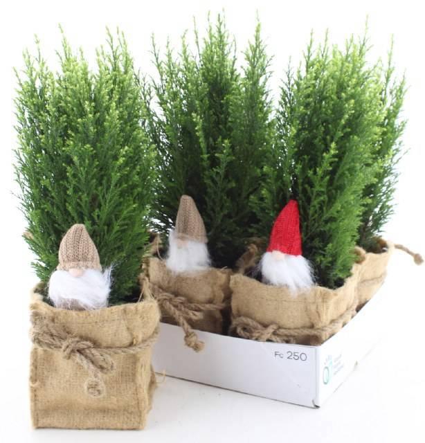 <h4>CHAM L ELLWOODII</h4>