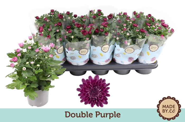 <h4>Chrysant Double Purple</h4>