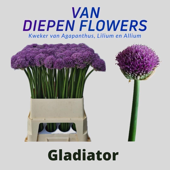 <h4>ALLIUM GLADIATOR</h4>