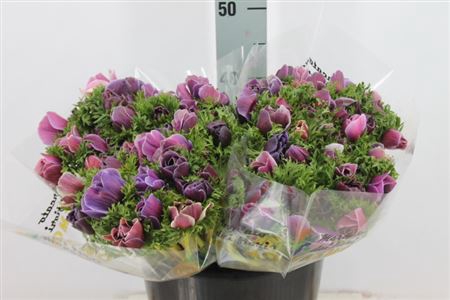 <h4>Anemoon Mistral Extra Cenere</h4>
