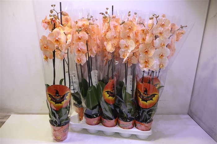 <h4>Phal Orange Wonder</h4>