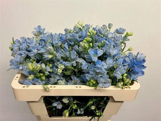 <h4>DELPH EN M PLAT BLUE</h4>