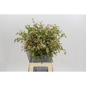 Chasmanthium Green
