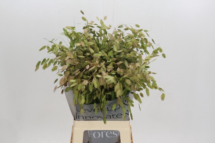 Chasmanthium Green