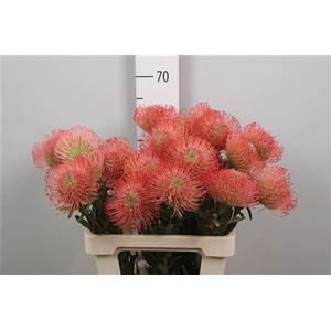 Leuco Ayoba Pink