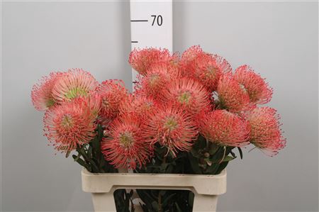 <h4>Leuco Ayoba Pink</h4>
