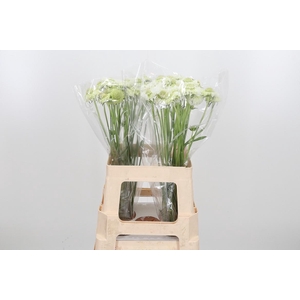 Scab At F Scoop Whit