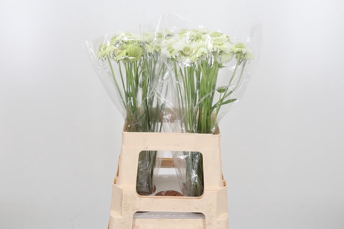 <h4>Scab At F Scoop Whit</h4>