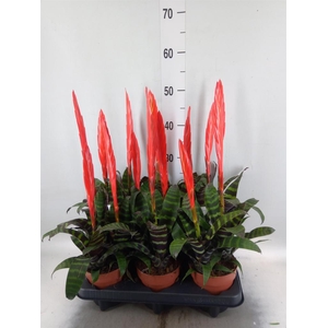 Vriesea  'Era'