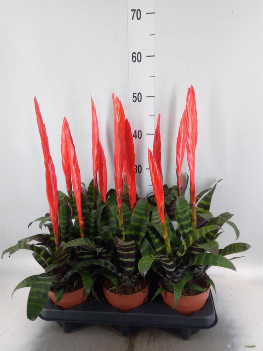 <h4>Vriesea  'Era'</h4>