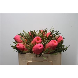 Banksia Hookeriana Dusty Pink