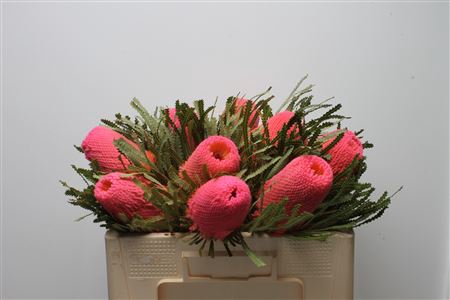 <h4>Banksia Hookeriana Dusty Pink</h4>