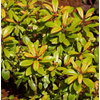 Escallonia overig