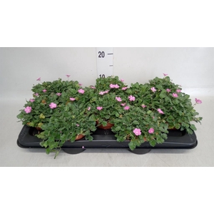 Erodium variabile 'Bishops Form'