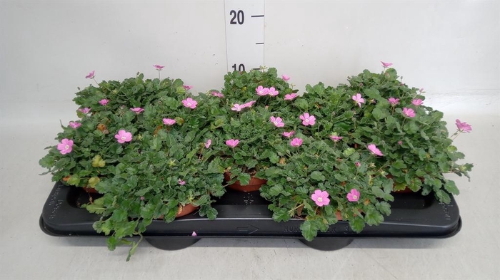 <h4>Erodium variabile 'Bishops Form'</h4>