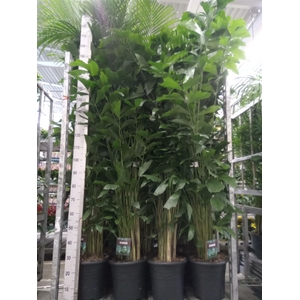 Caryota mitis