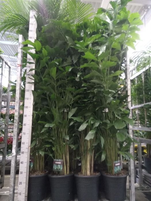 <h4>Caryota mitis</h4>