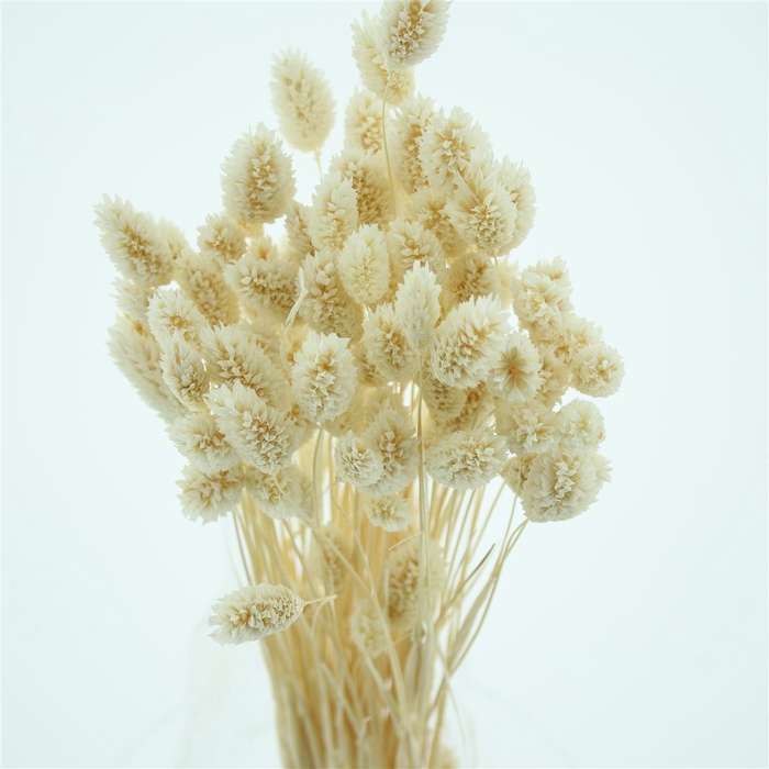 <h4>Dried Phalaris Beached White</h4>