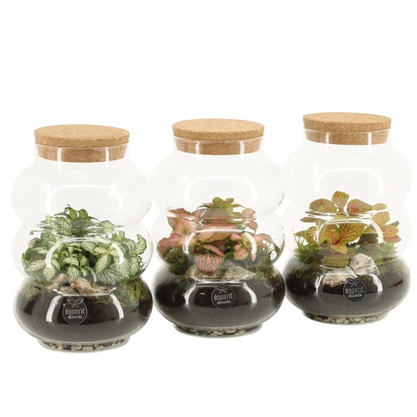 <h4>90800: Terrarium arrangement</h4>