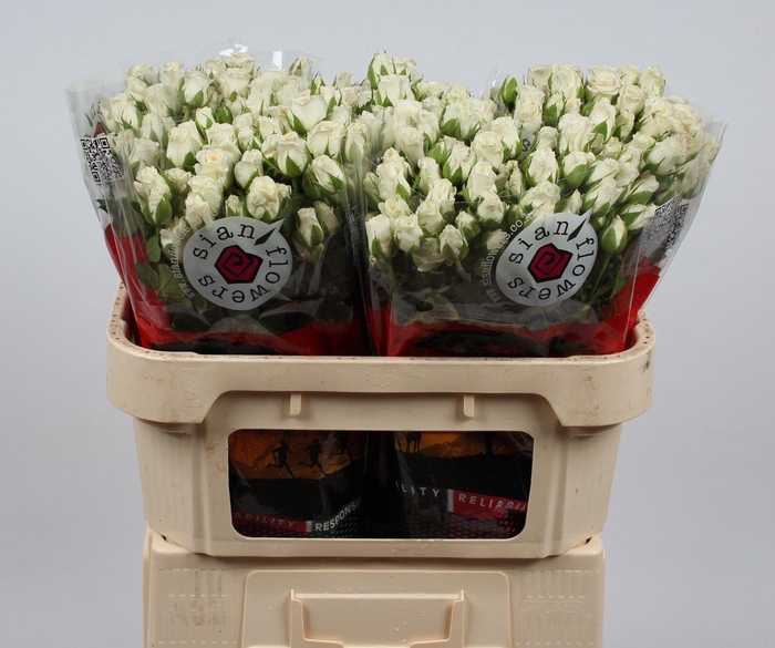 <h4>R TR SNOWY BLOSSOMS</h4>