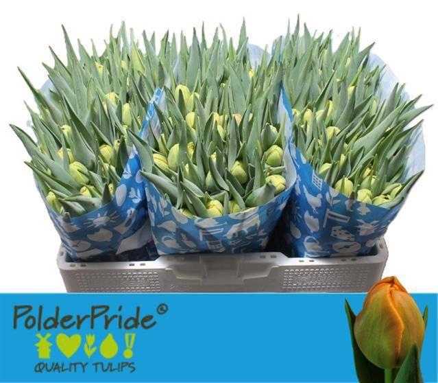 <h4>TU DU ICOON</h4>