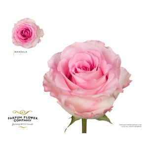 Rosa Premium Mandala