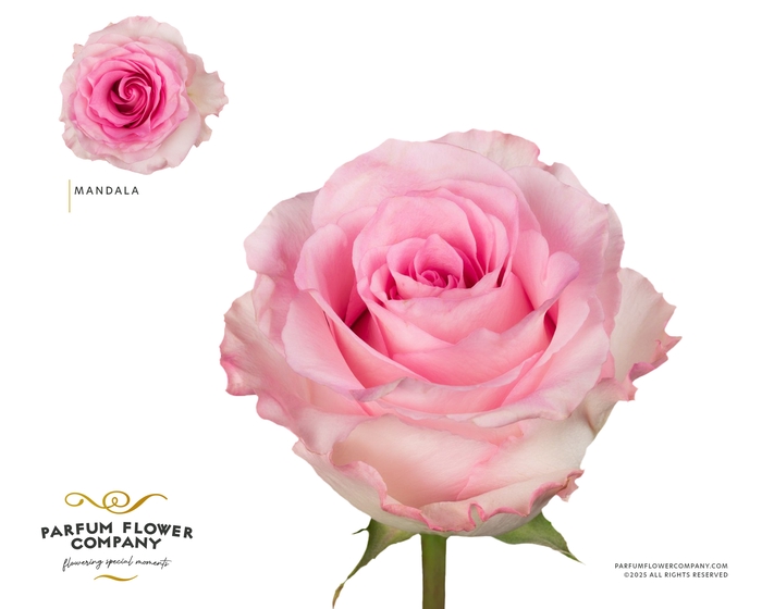 <h4>Rosa Garden Mandala</h4>
