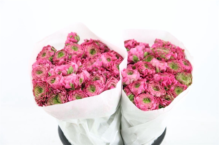 <h4>Ran Ponpon Ex Malva</h4>