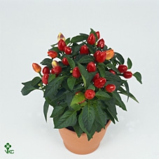Capscium Annuum Torero Tricolori