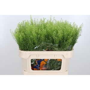 Lepidium Green Bell