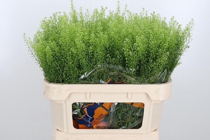 <h4>Lepidium Green Bell</h4>