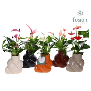 Keramiek pot met Anthurium