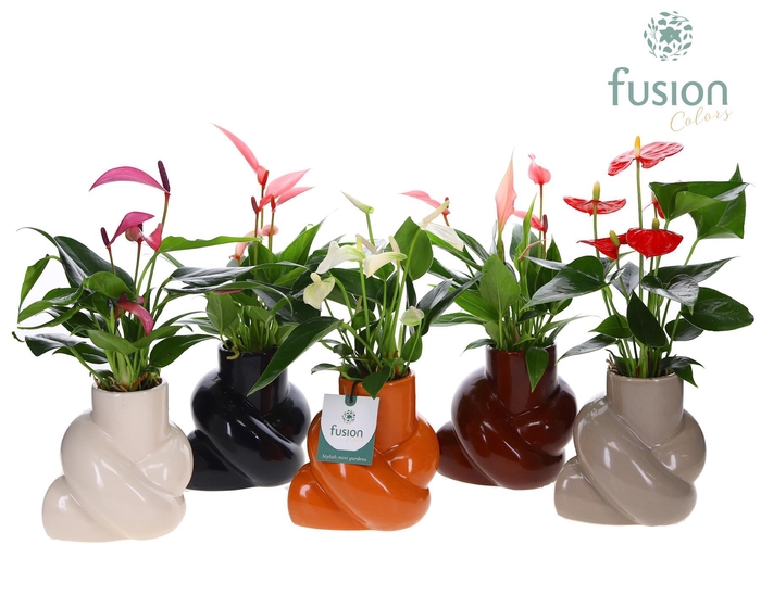 <h4>Keramiek pot met Anthurium</h4>